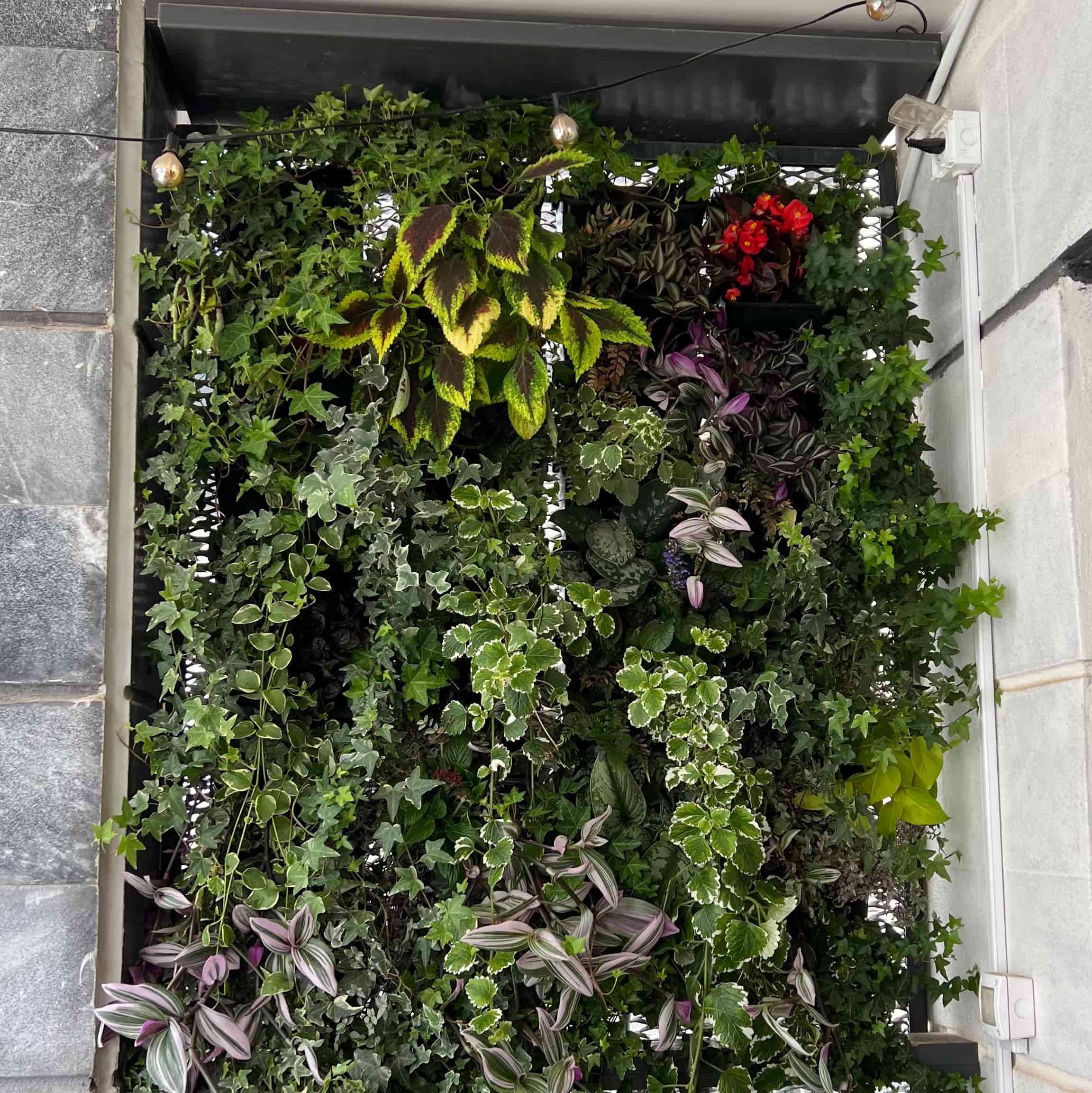 Finished balcony vertical garden covering the metallic net